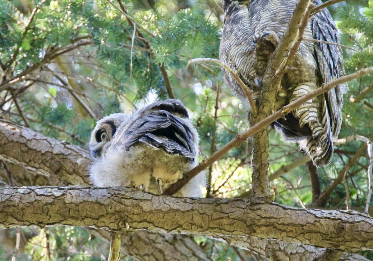 Great Horned Owl - ML340948301