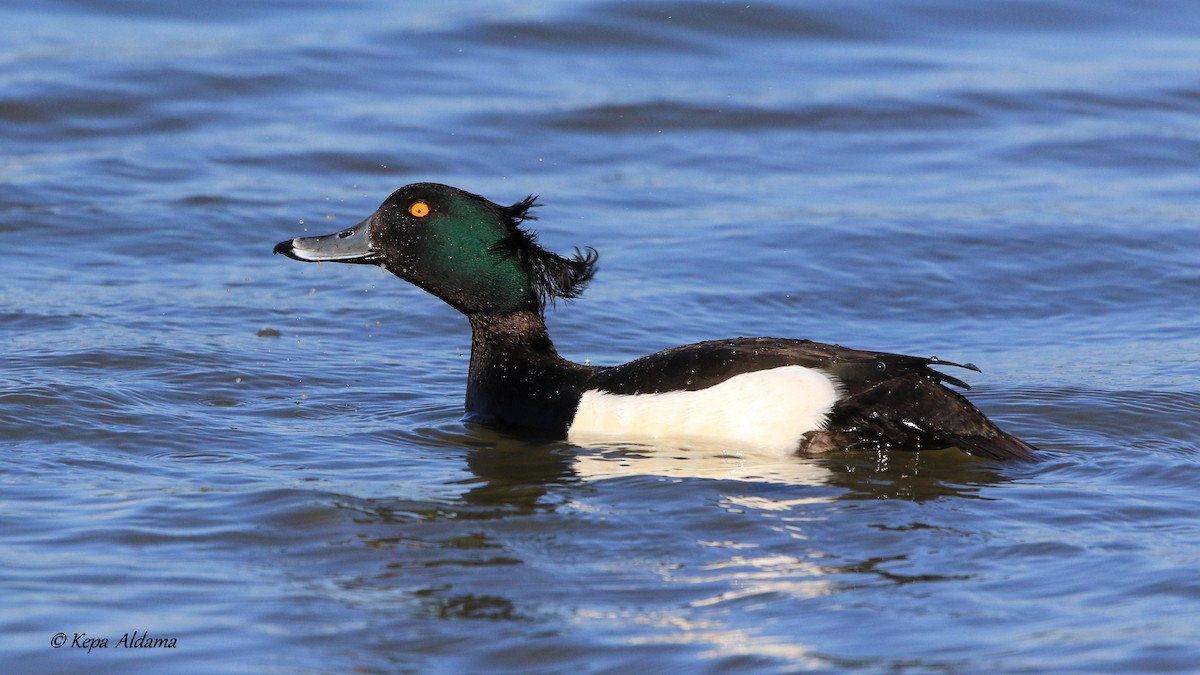 Tufted Duck - ML340950831