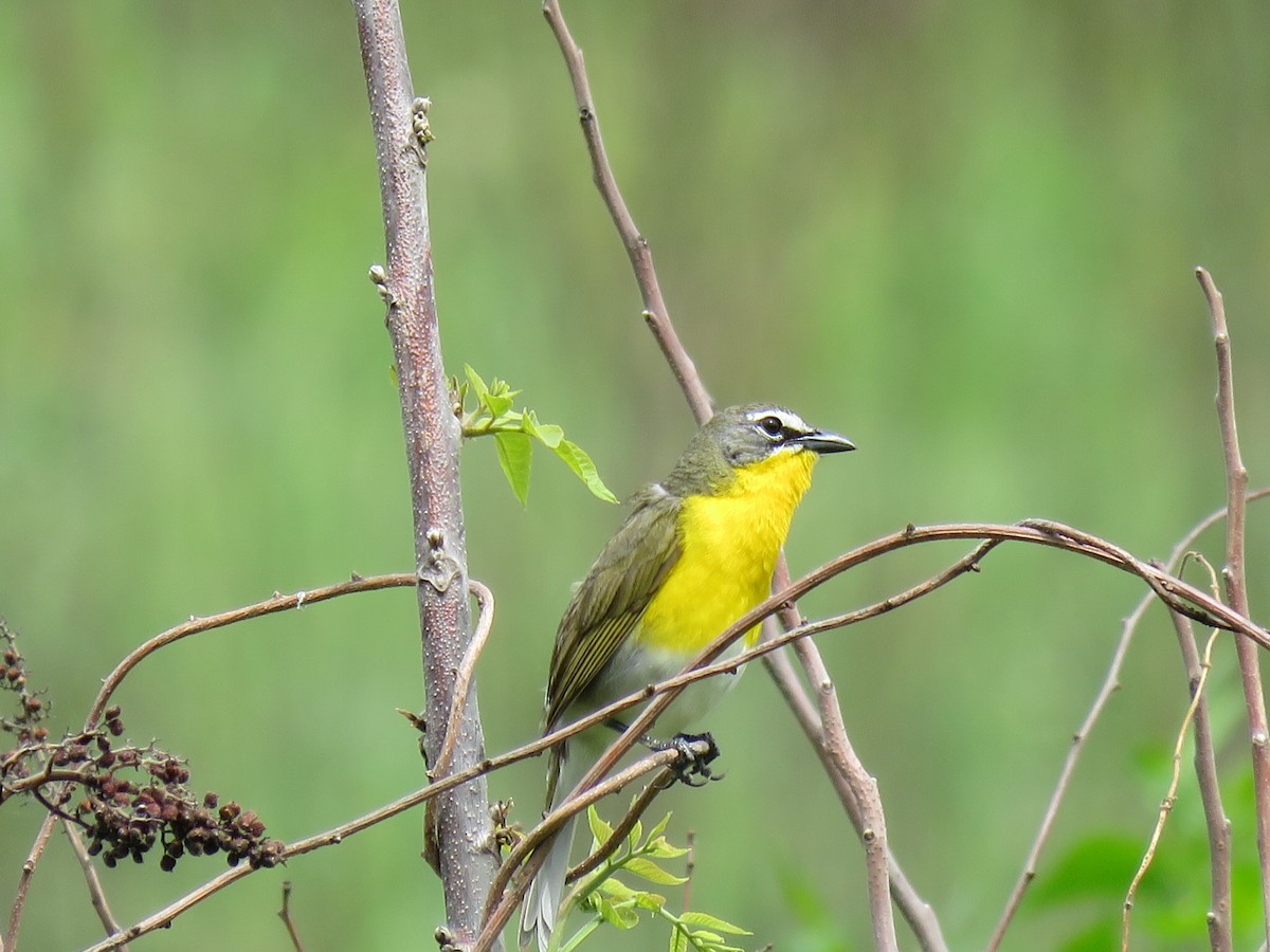 Yellow-breasted Chat - ML340951871