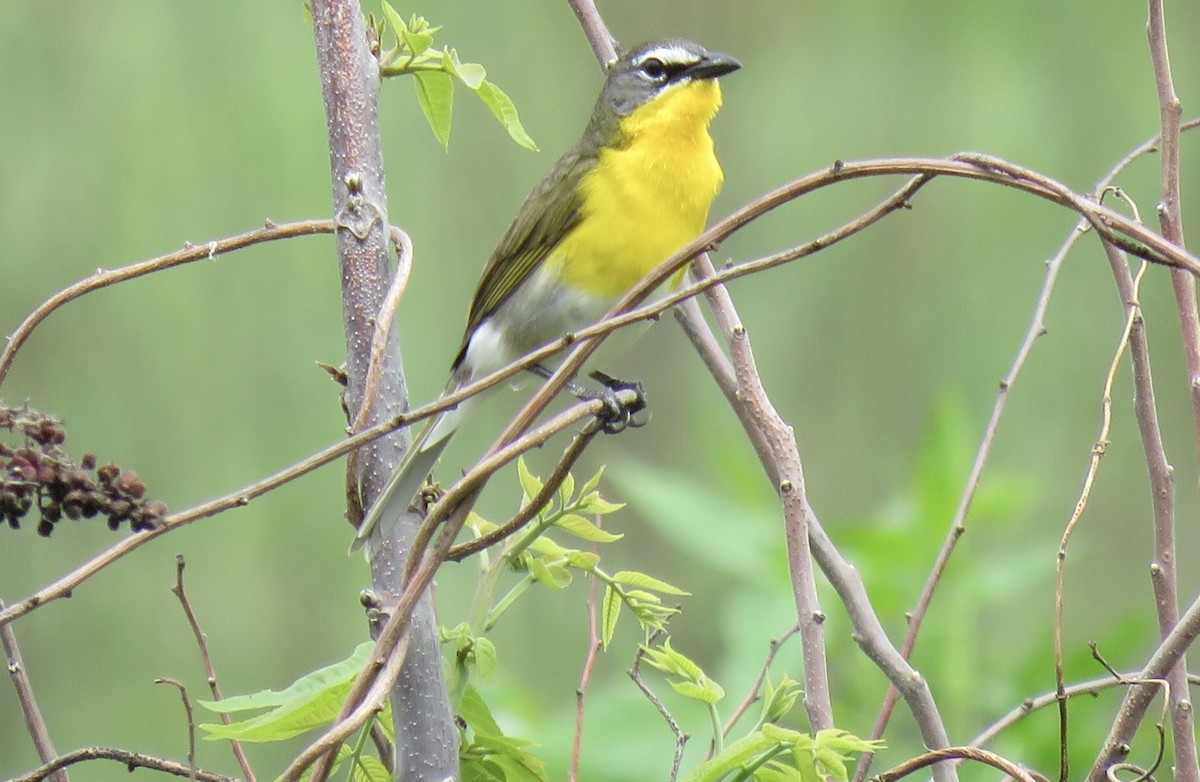 Yellow-breasted Chat - ML340951881
