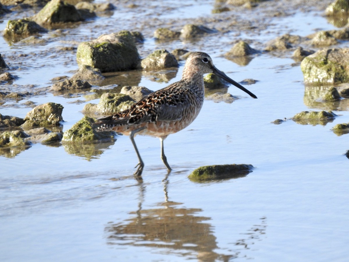 Long-billed Dowitcher - ML340952471