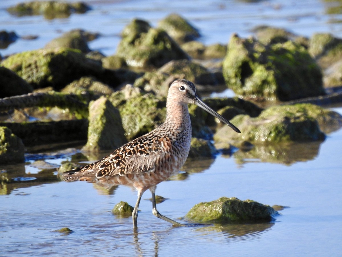 Long-billed Dowitcher - ML340952481