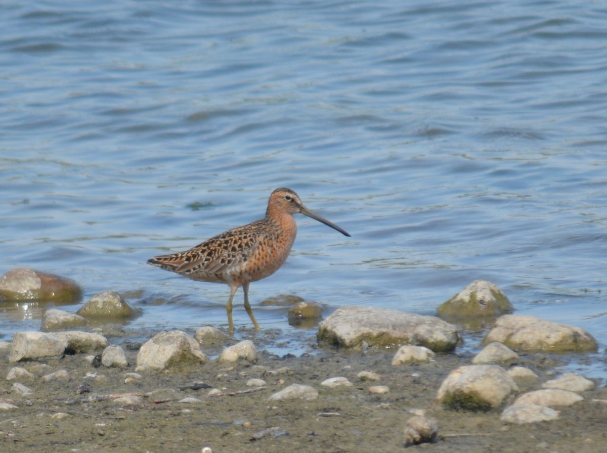Short-billed Dowitcher - Dante and Manuel A.