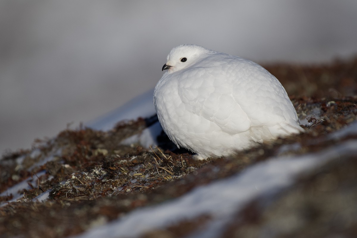 White-tailed Ptarmigan - Josiah Verbrugge