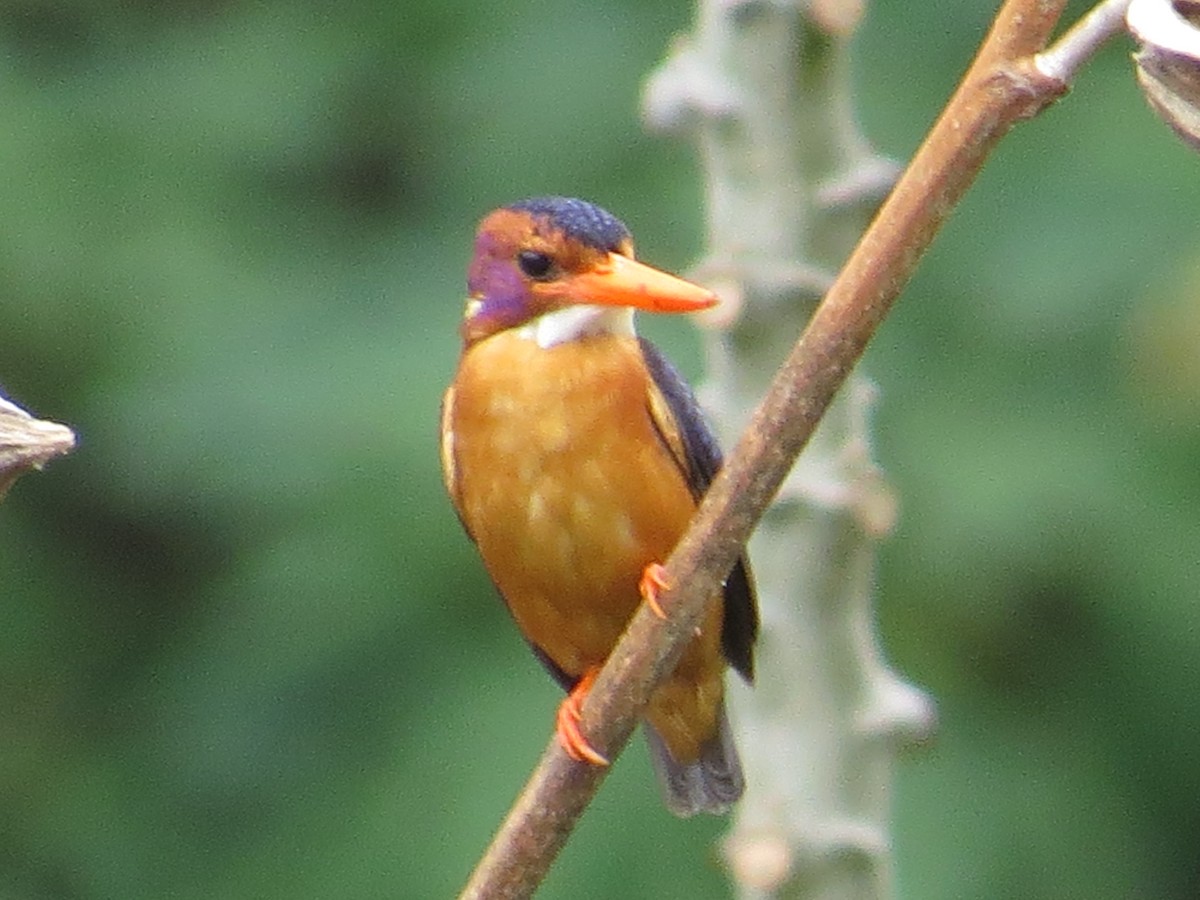 African Pygmy Kingfisher - Oliver Burton