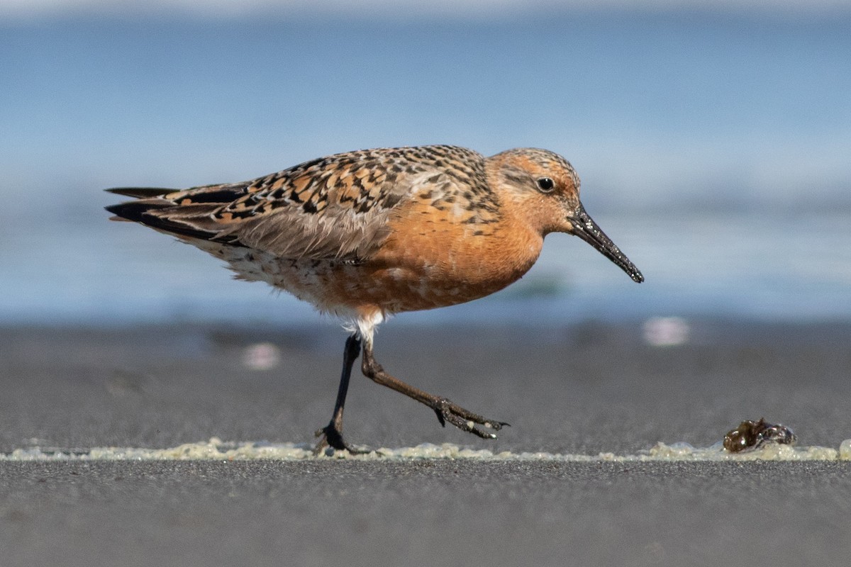 Red Knot - Rob Fowler