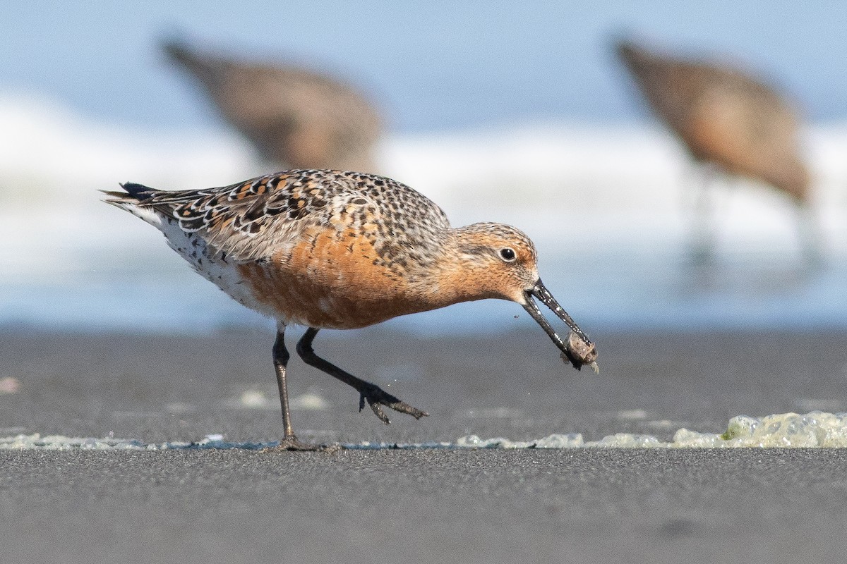 Red Knot - Rob Fowler