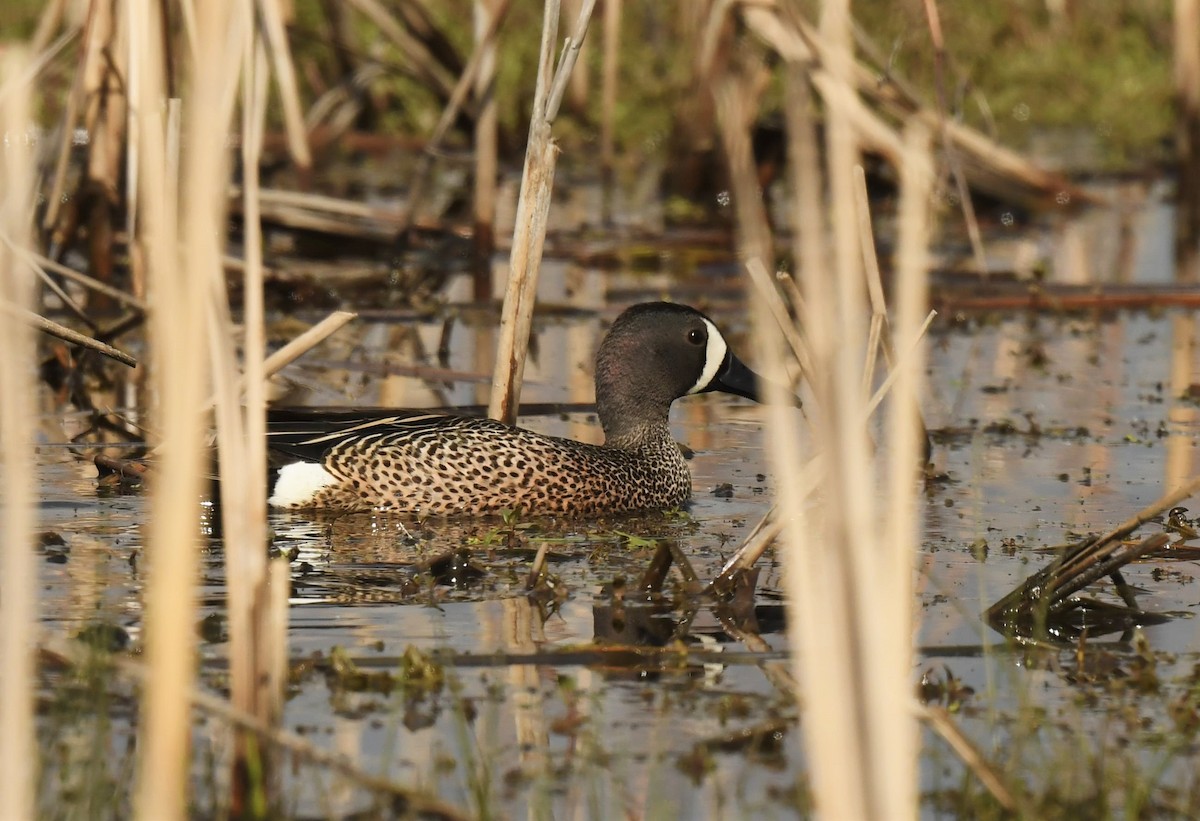 Blue-winged Teal - ML340971511