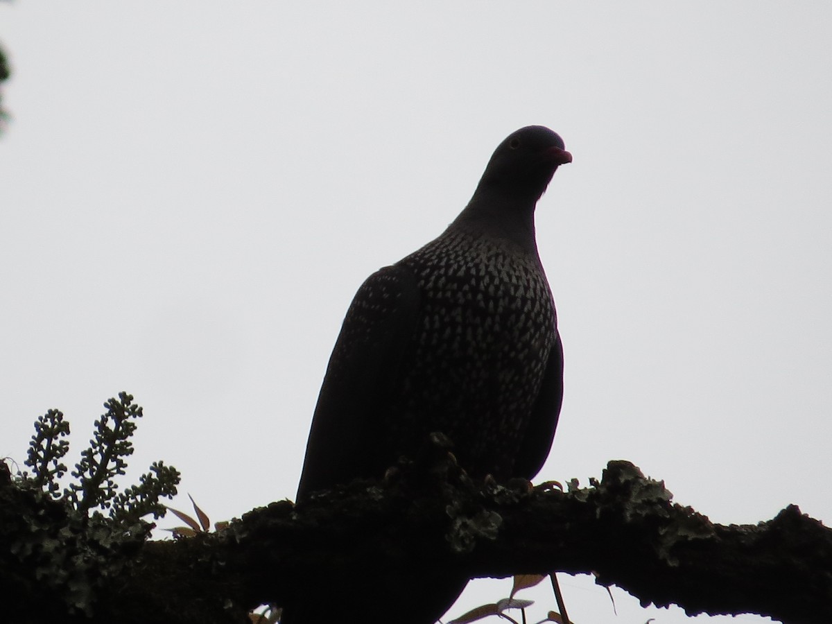 Cameroon Pigeon - ML34097511