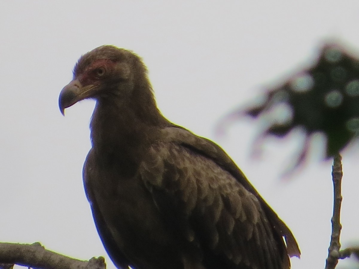 Palm-nut Vulture - Oliver Burton