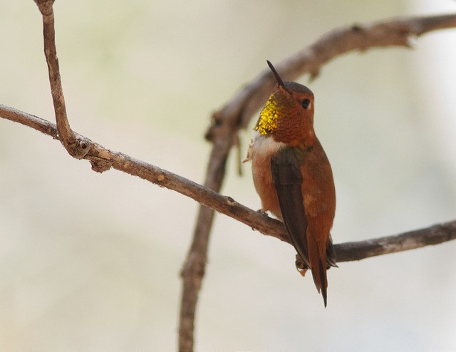 Rufous Hummingbird - ML34098341