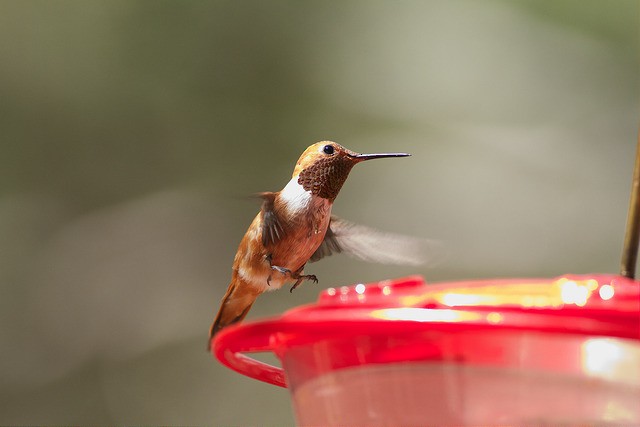Rufous Hummingbird - ML34098381
