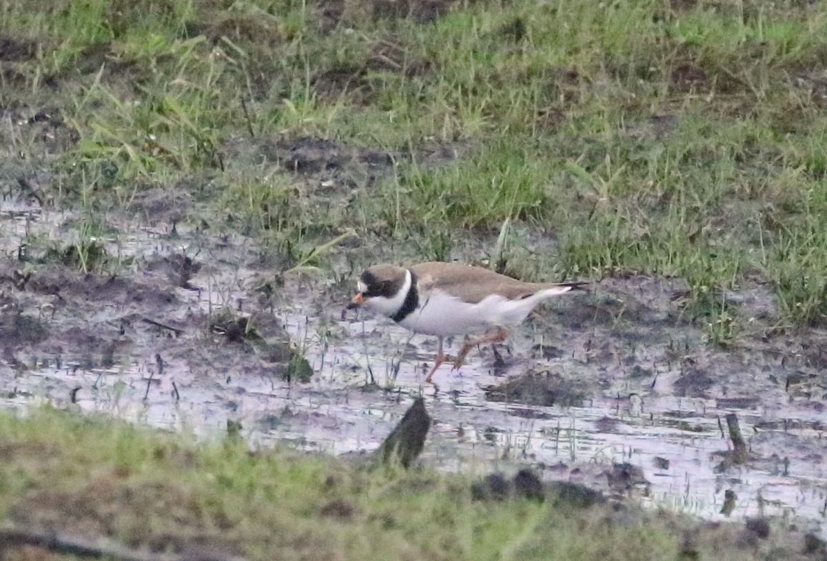 Semipalmated Plover - ML340985891