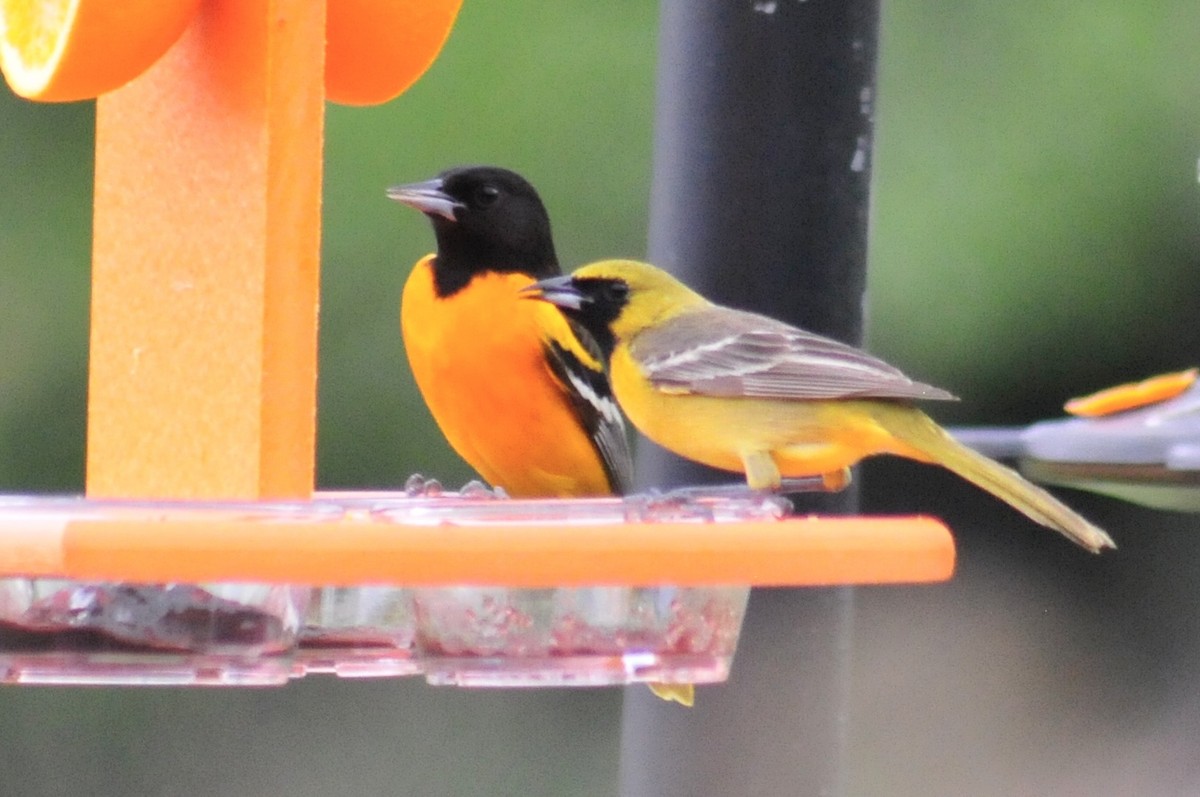 Orchard Oriole - ML340990211