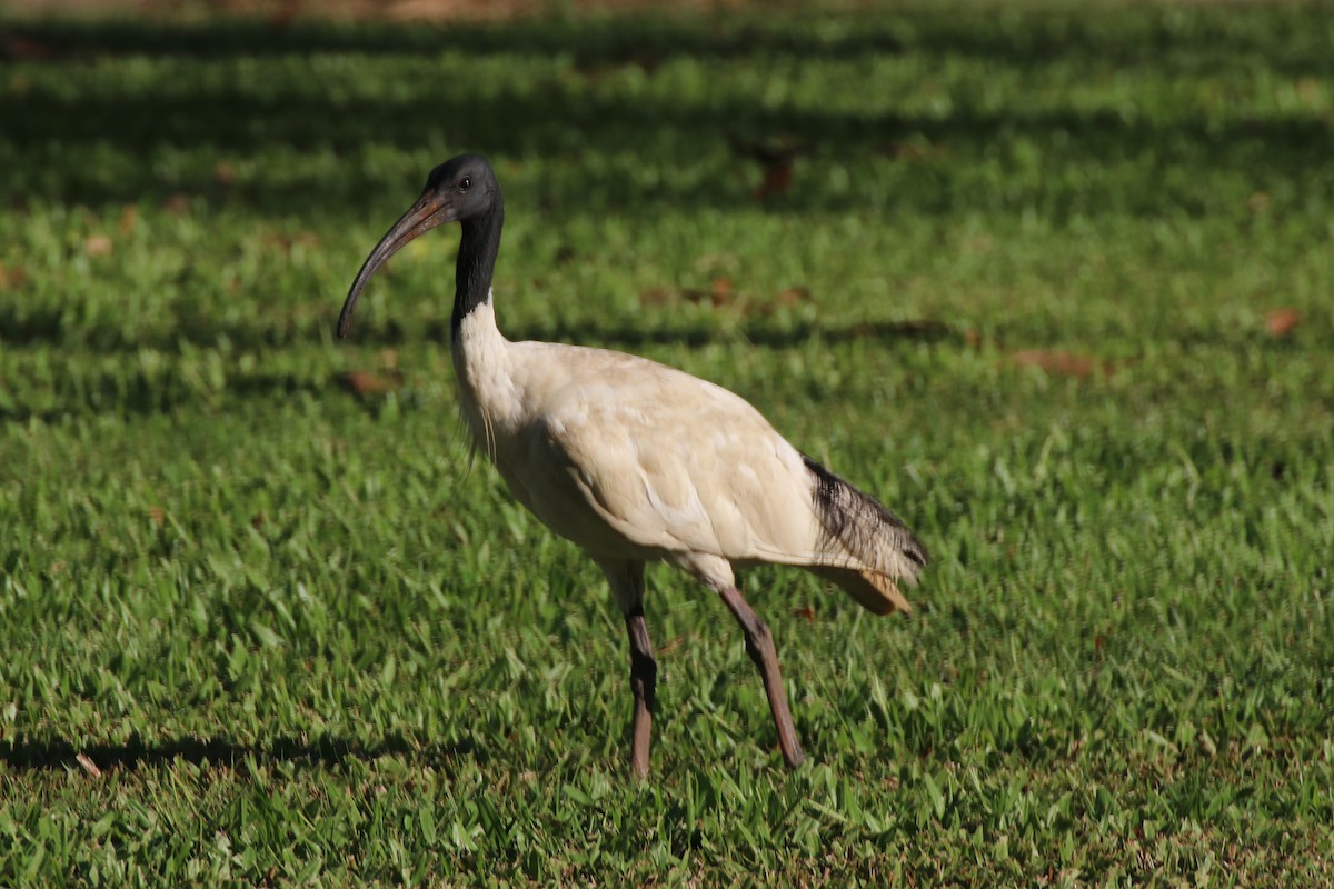 ibis australský - ML340990481
