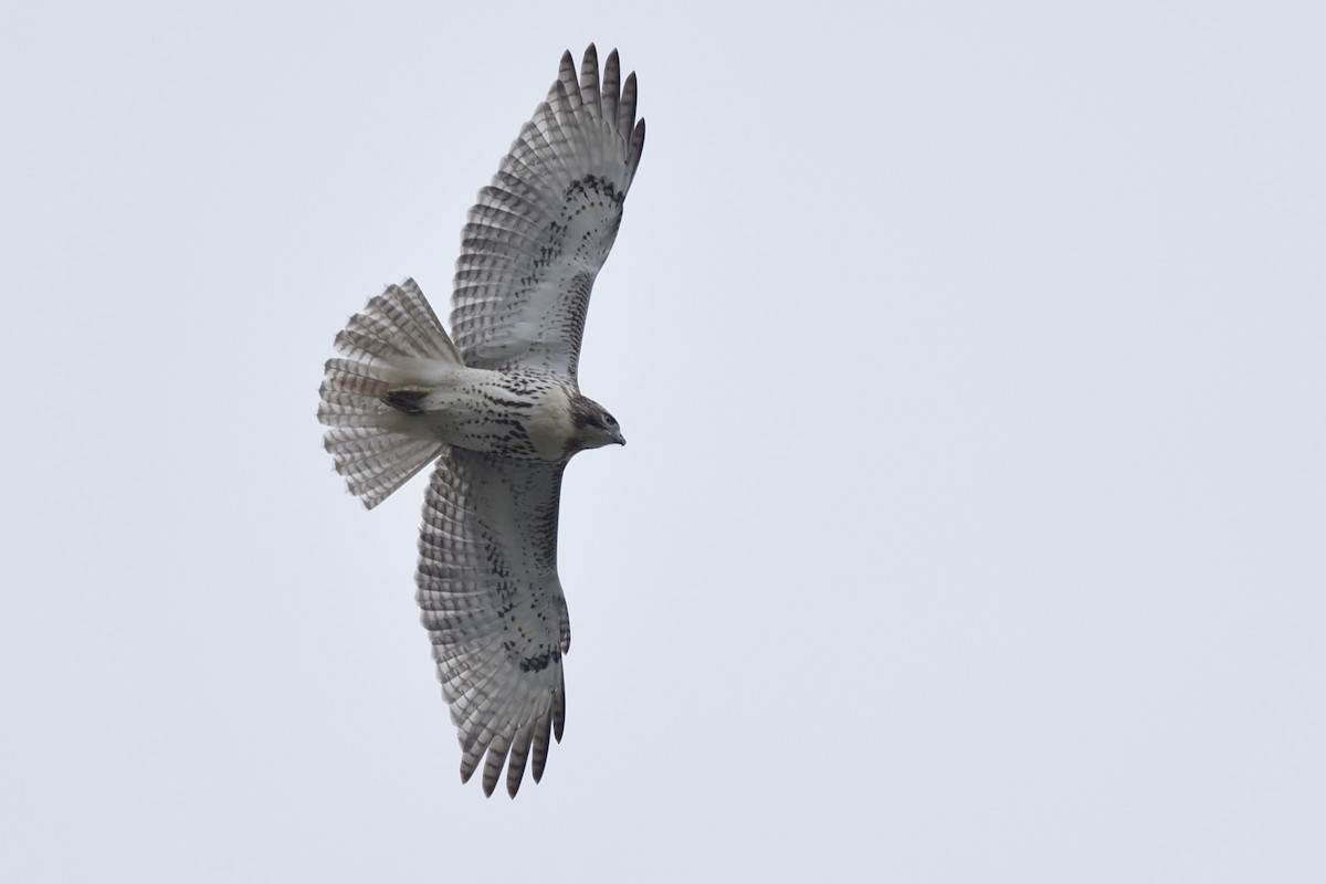 Red-tailed Hawk (borealis) - Daniel Irons