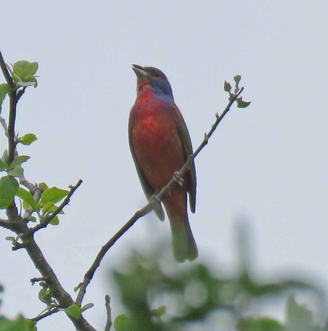 Painted Bunting - Dale Pate