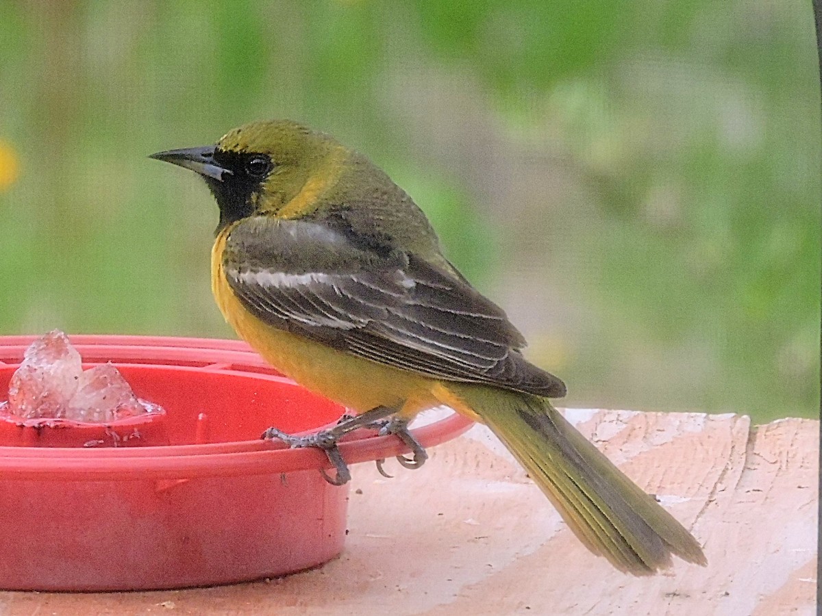 Orchard Oriole - ML341002961