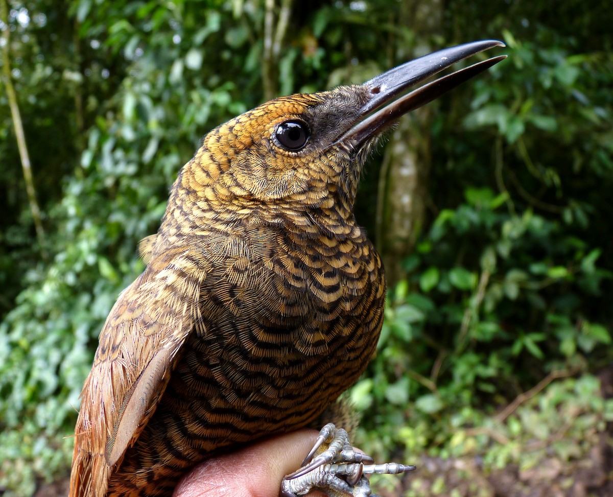 Northern Barred-Woodcreeper - Georges Duriaux