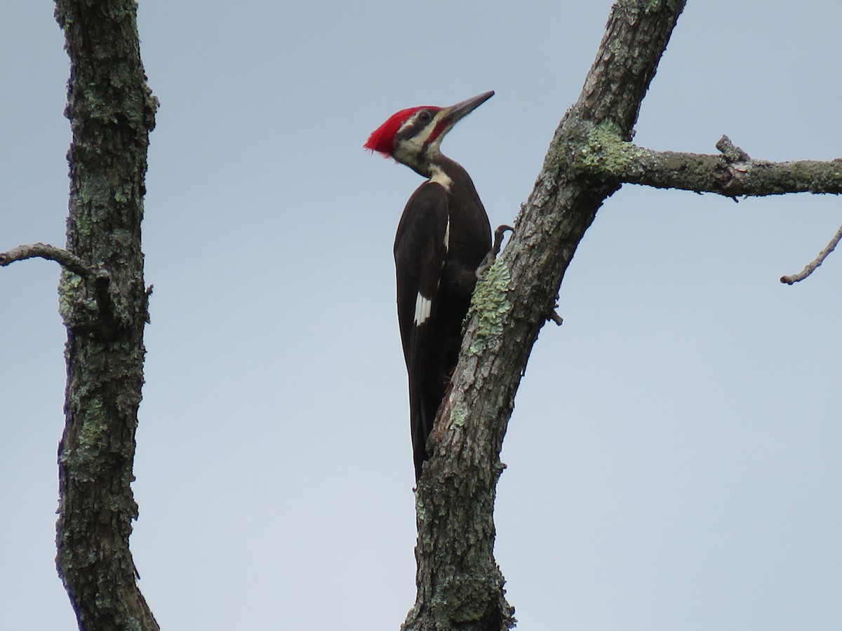 Pileated Woodpecker - ML341014581