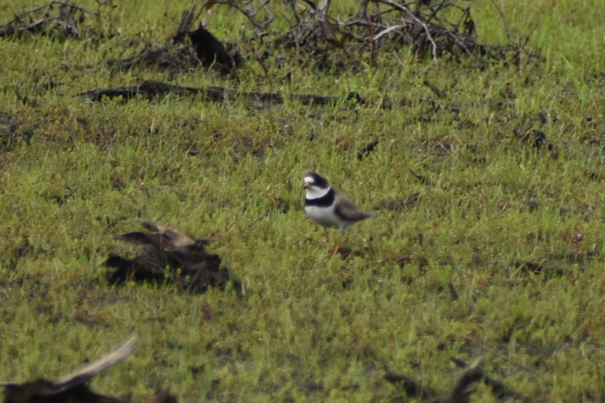 Semipalmated Plover - ML341017261