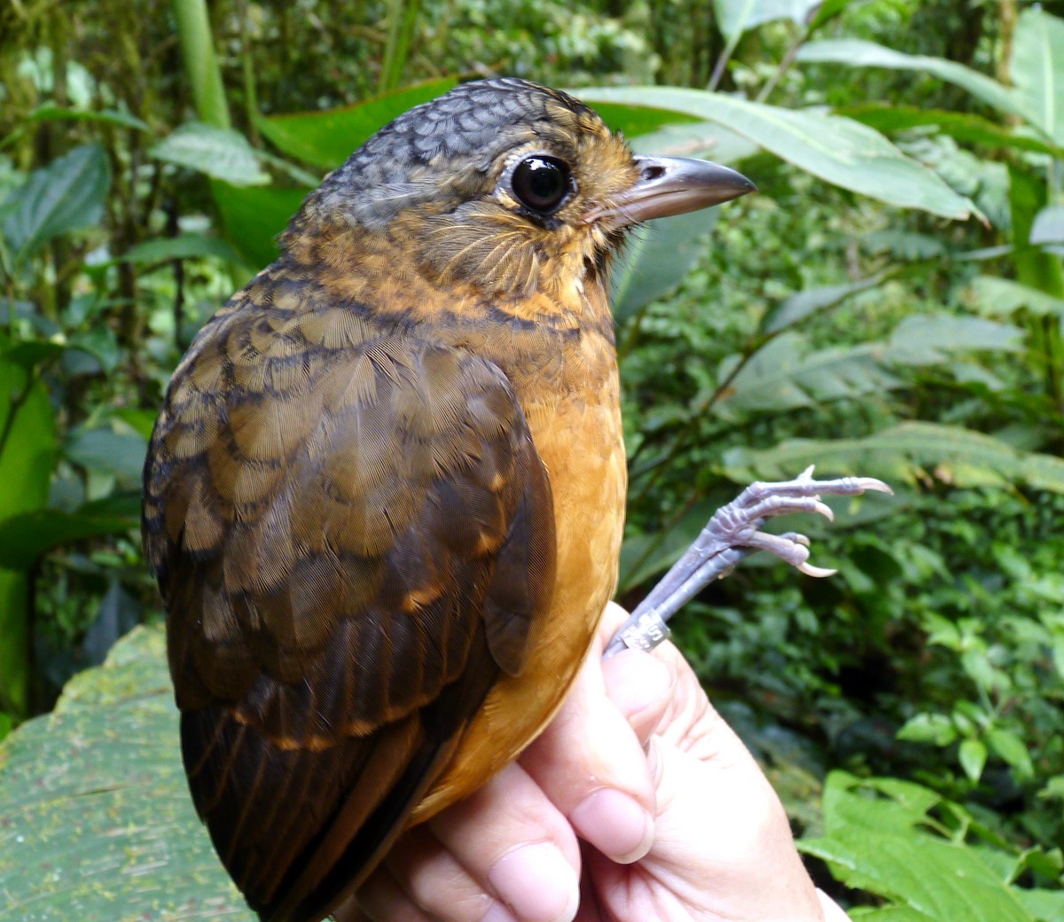 Scaled Antpitta - Georges Duriaux