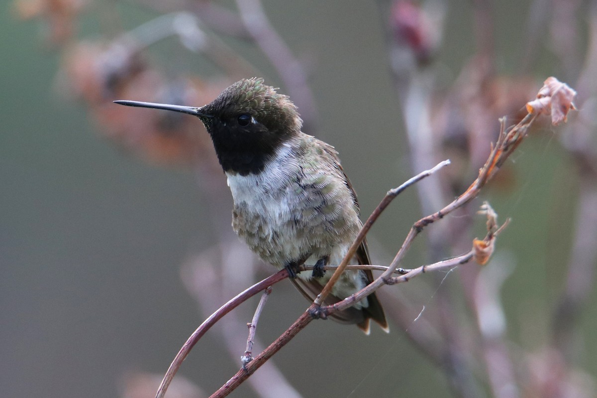 Black-chinned Hummingbird - Chris Charlesworth