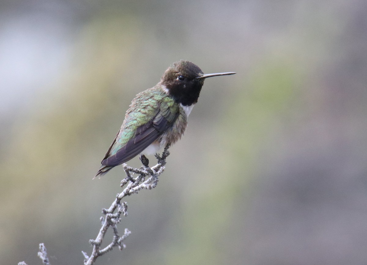 Black-chinned Hummingbird - ML341022161