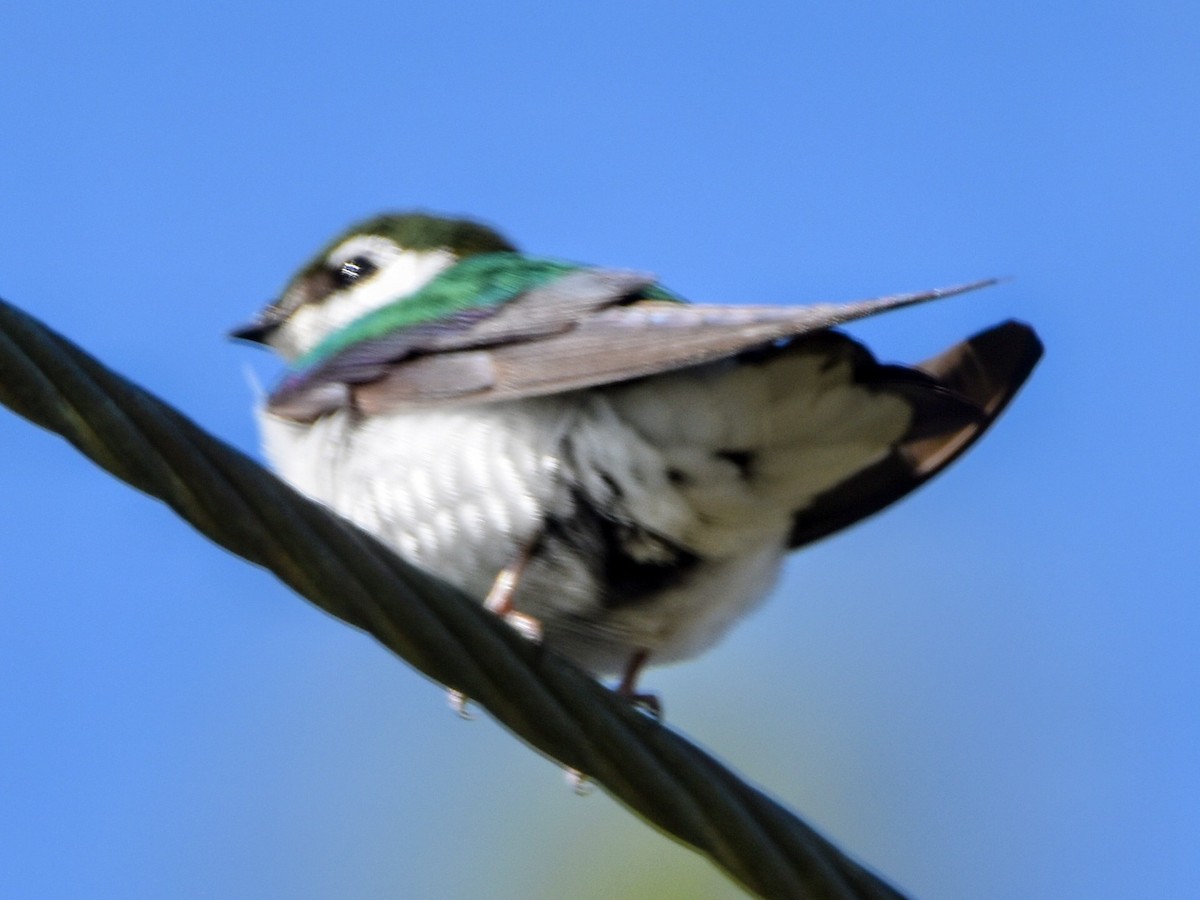 Violet-green Swallow - Tom Duncan
