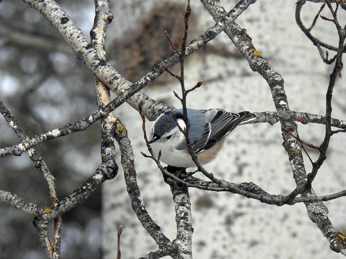 White-breasted Nuthatch - ML341027081