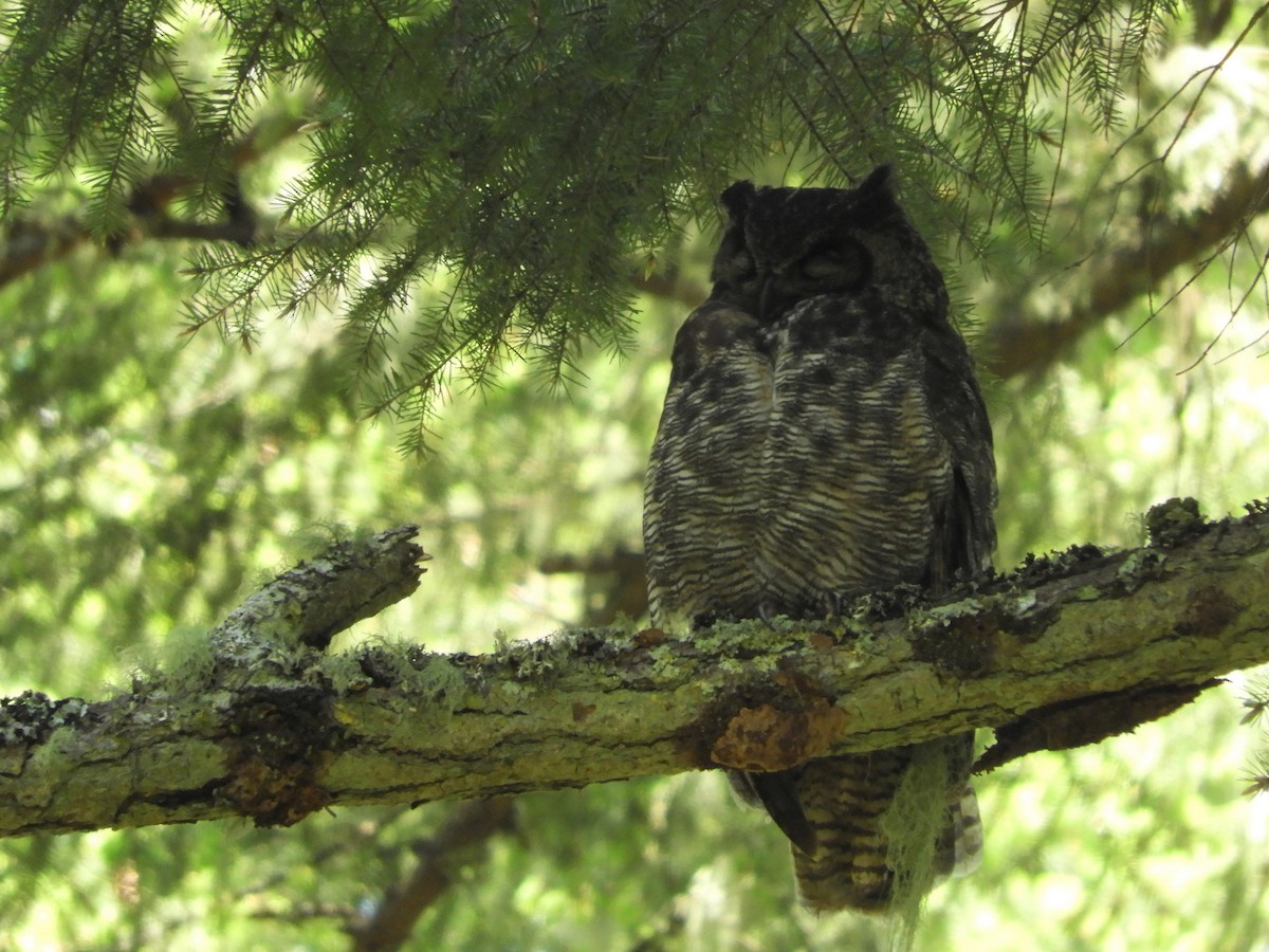Great Horned Owl - ML341034761