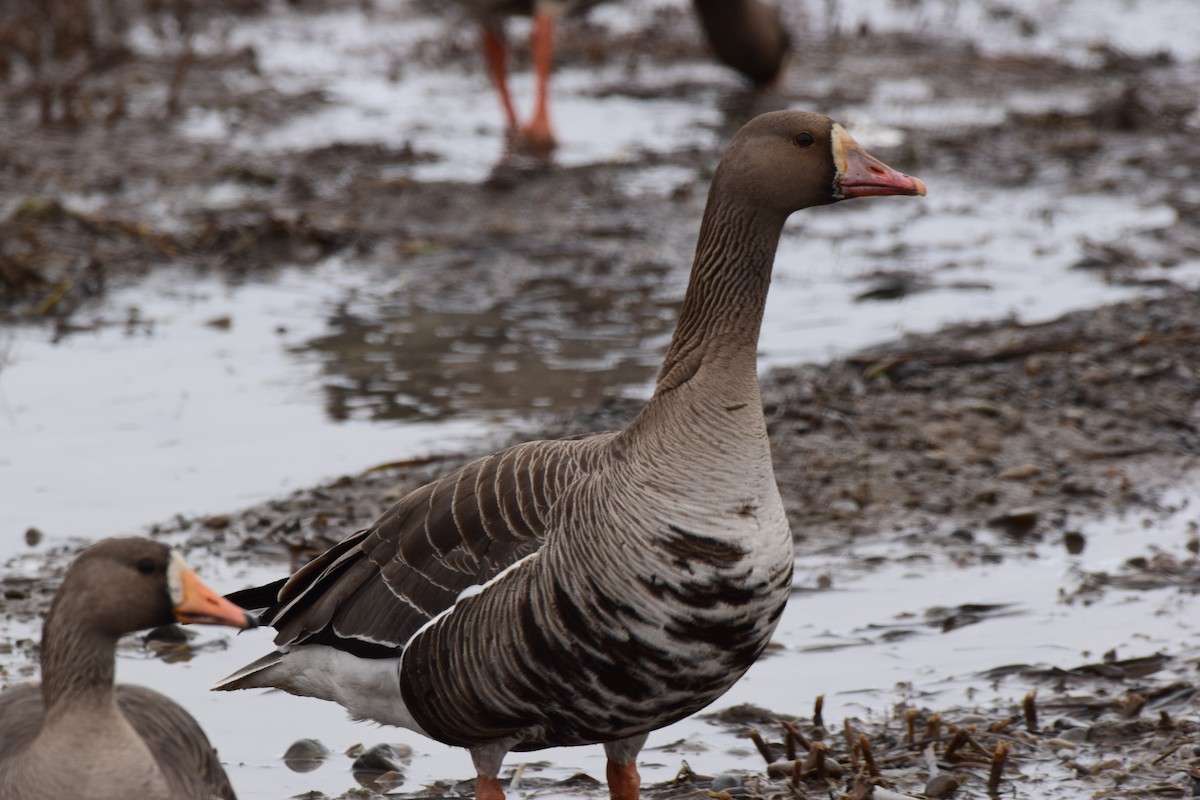 Greater White-fronted Goose - ML341036771