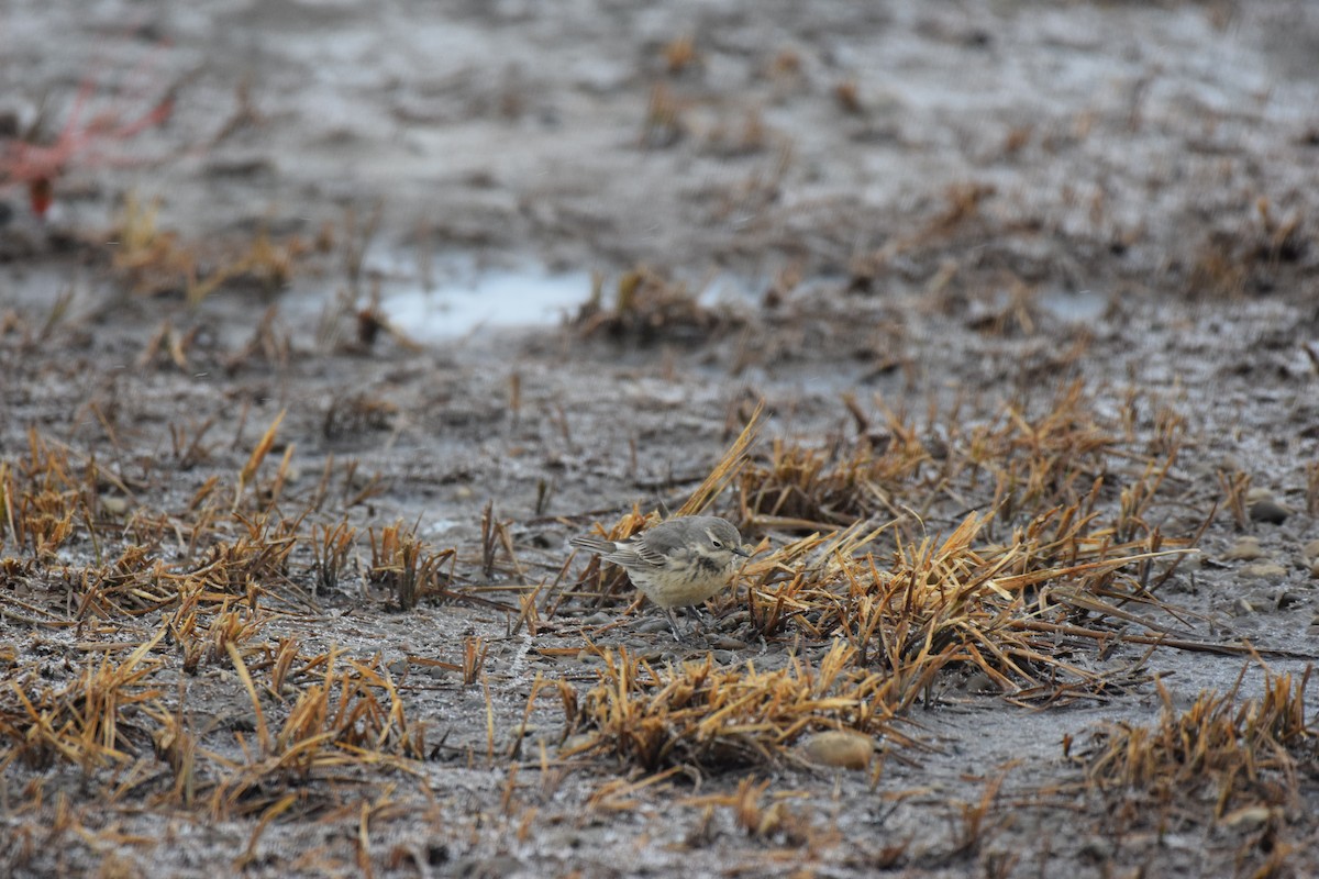 American Pipit (rubescens Group) - ML341037481