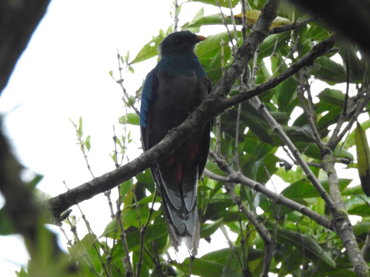 Quetzal Guatemalteco - ML341041031