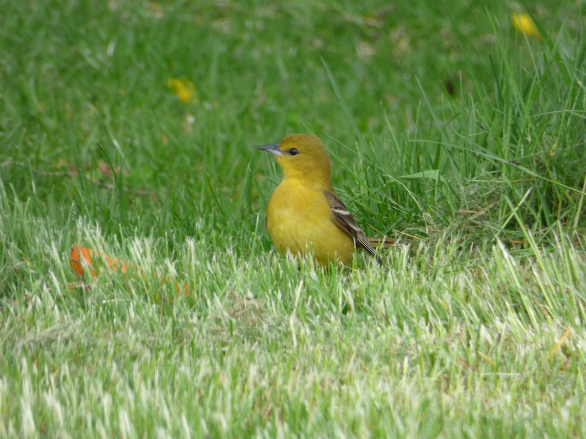 Orchard Oriole - ML341043181