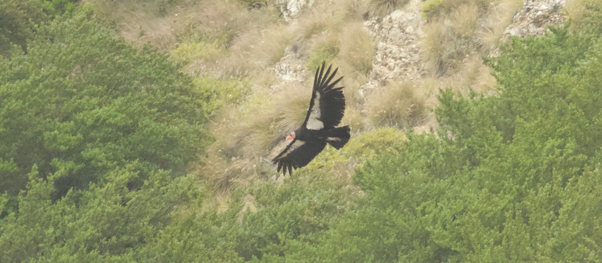 California Condor - ML341043321