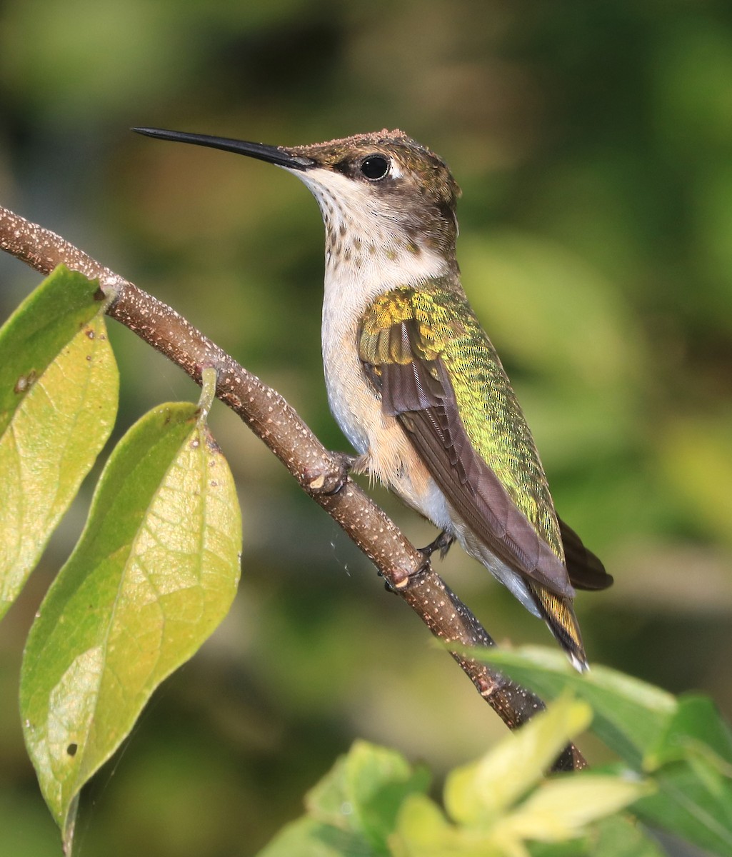 Ruby-throated Hummingbird - Alan Schmierer