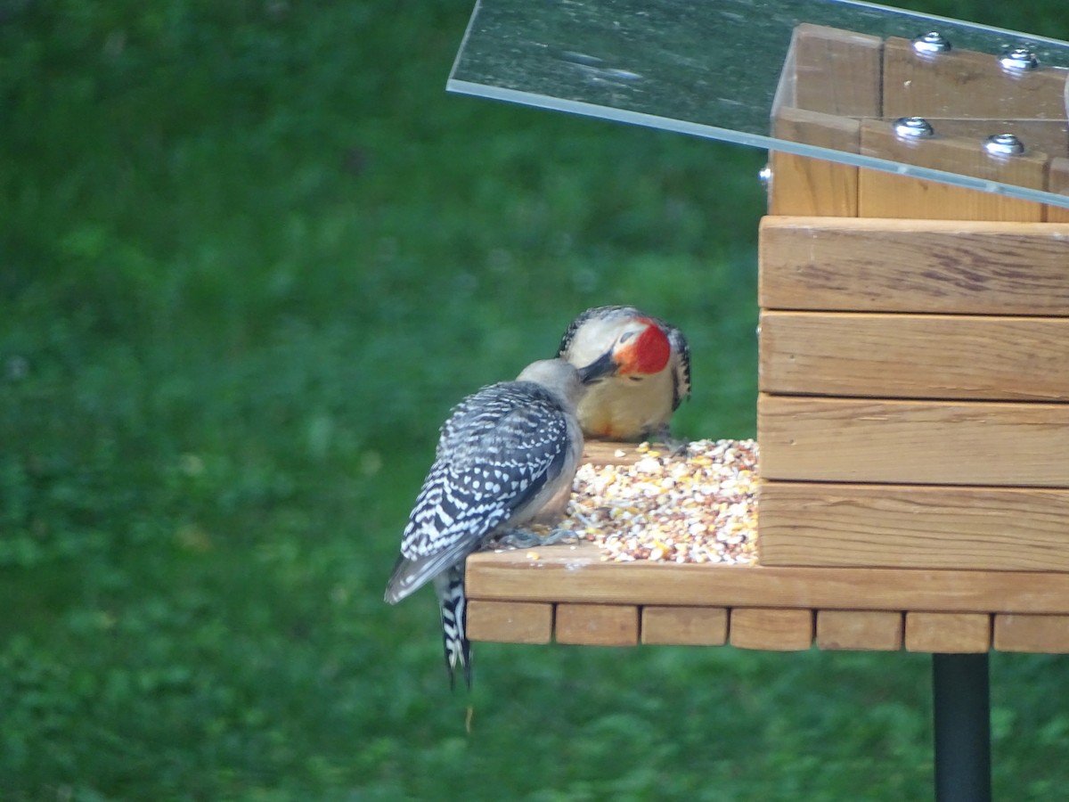 Red-bellied Woodpecker - ML34104501