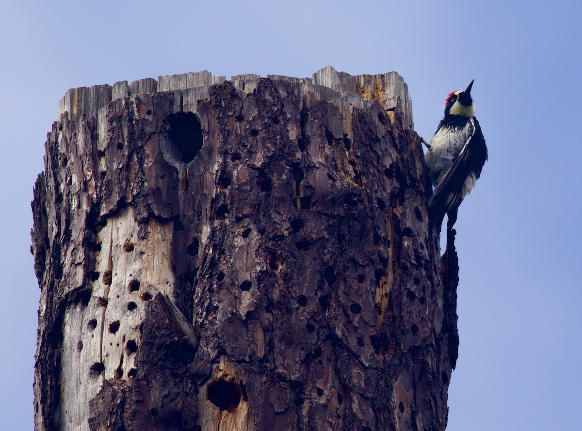 Acorn Woodpecker - ML341045401