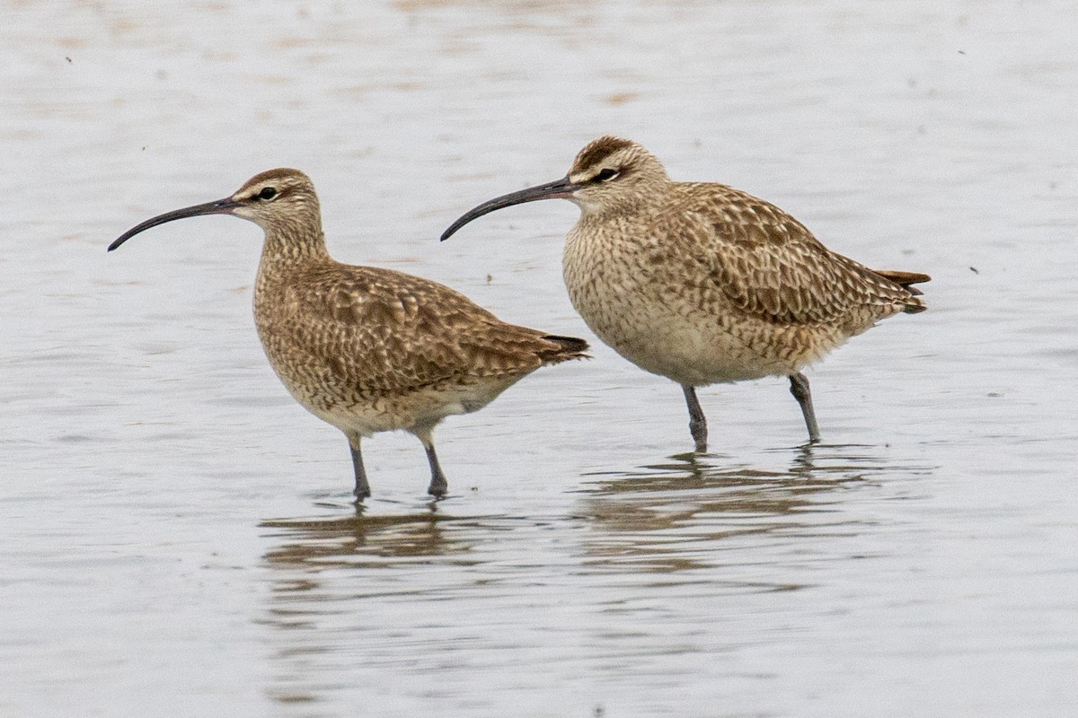 Whimbrel - Alan Knowles