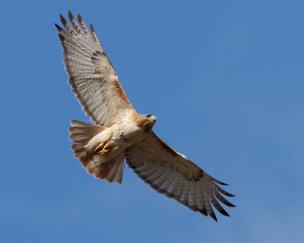 Red-tailed Hawk - Jeff Stacey
