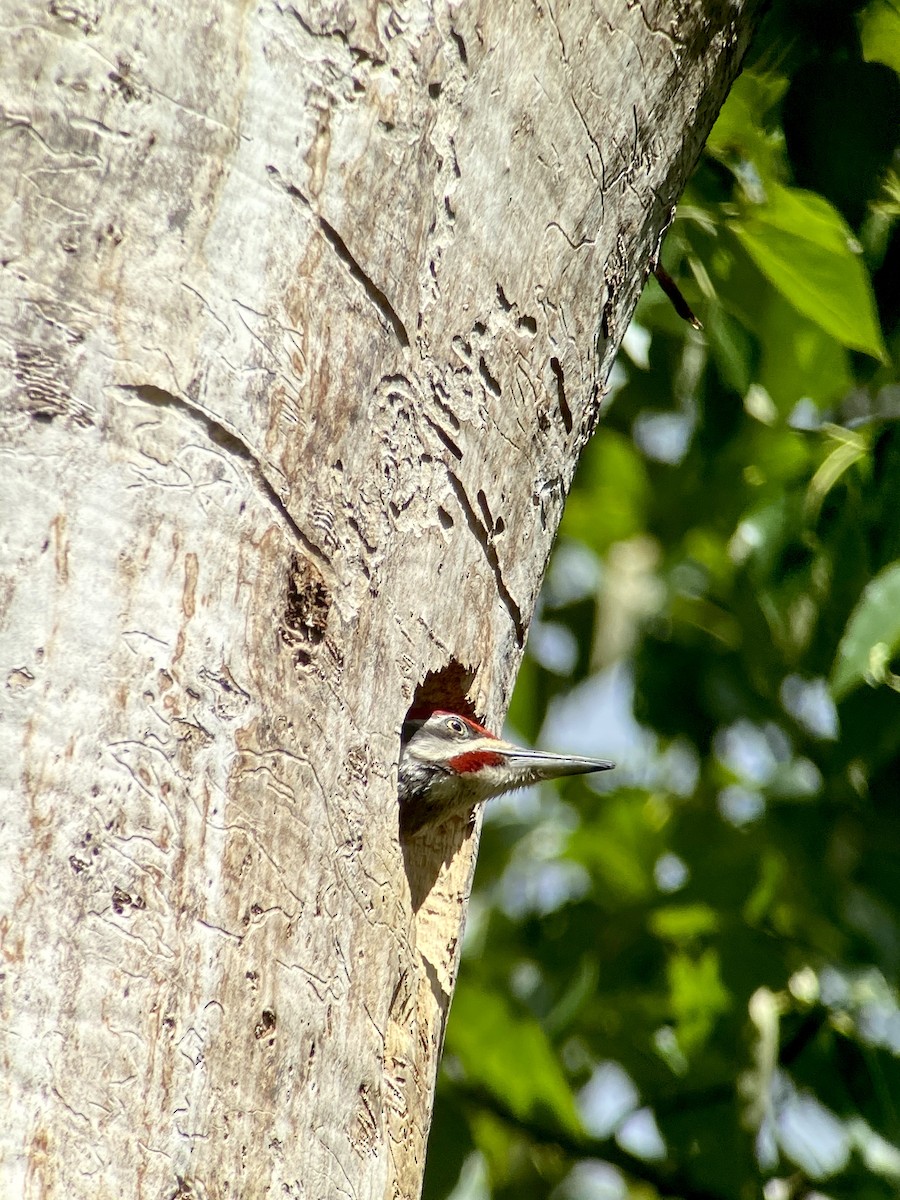 Pileated Woodpecker - ML341054551