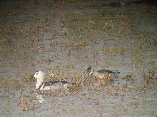 Cotton Pygmy-Goose, ML341055171