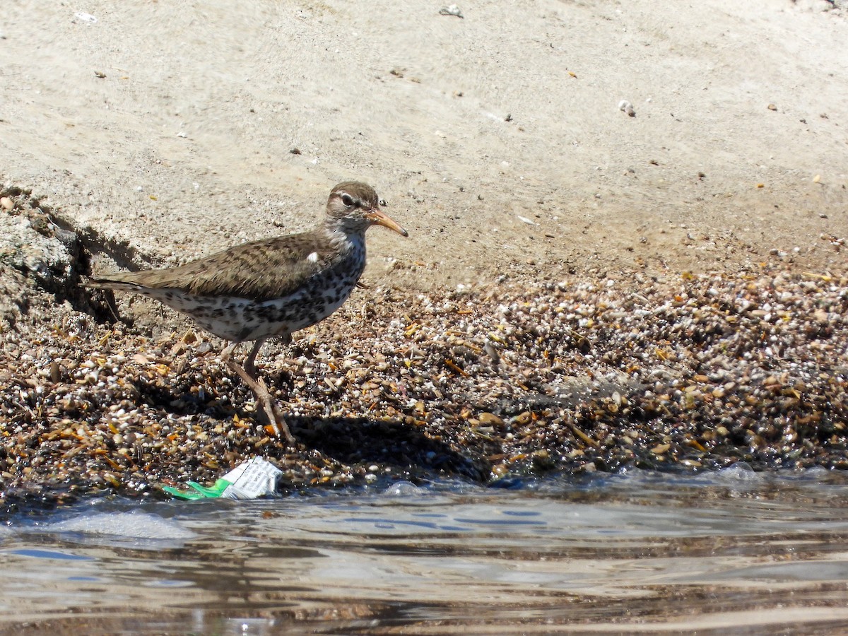 Spotted Sandpiper - James Maley