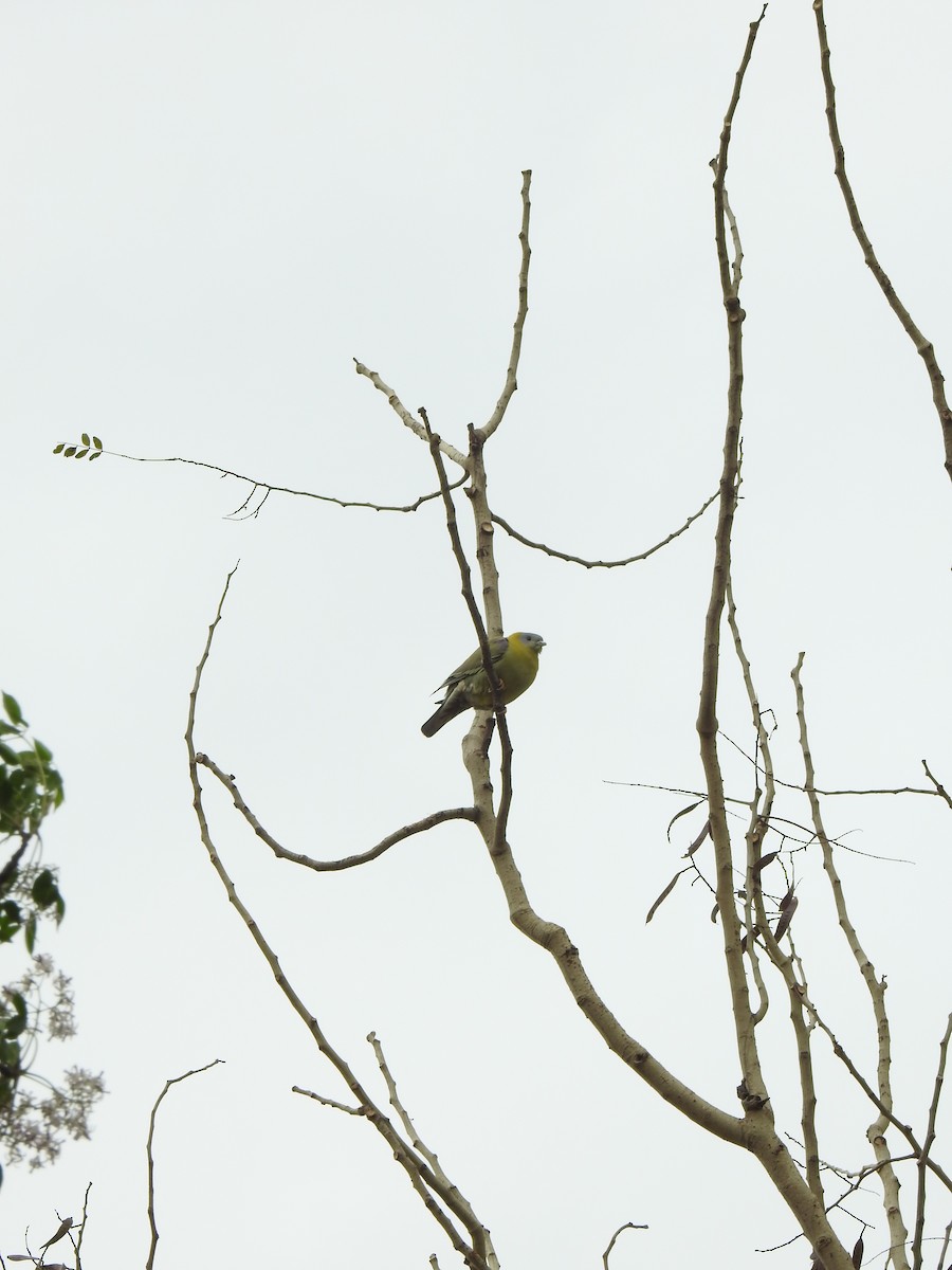 Yellow-footed Green-Pigeon - Amandeep Singh