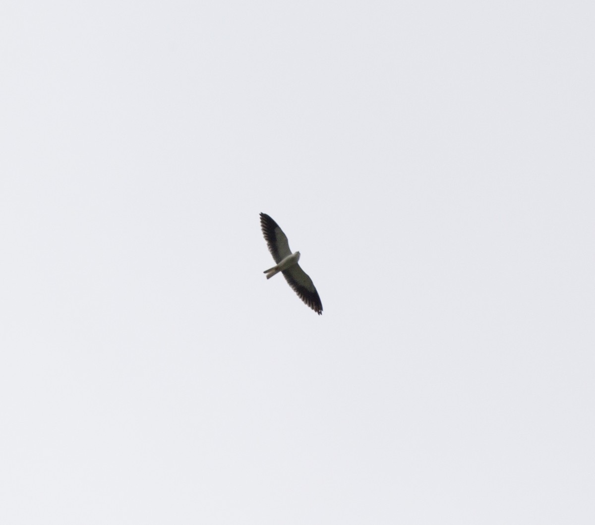 Black-winged Kite - Matthew Teng