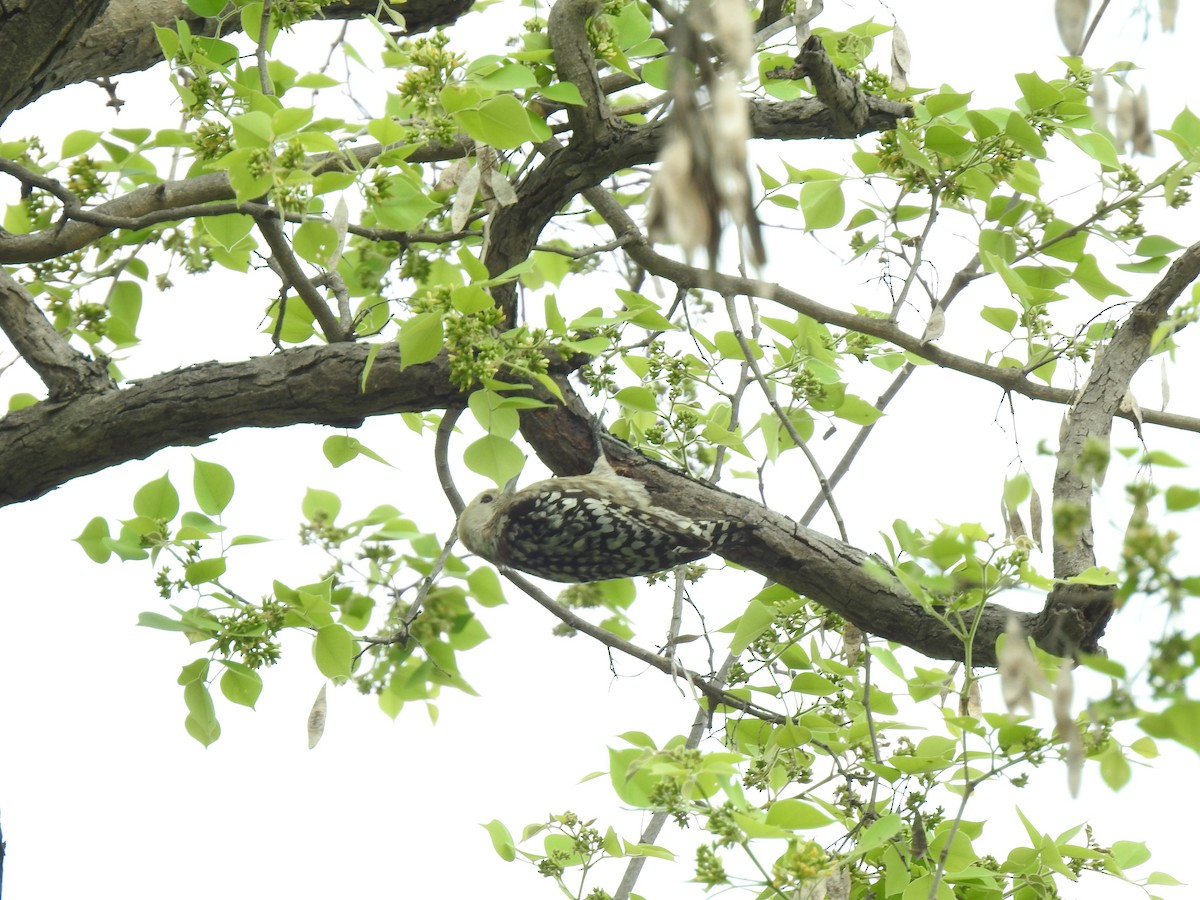 Yellow-crowned Woodpecker - Amandeep Singh