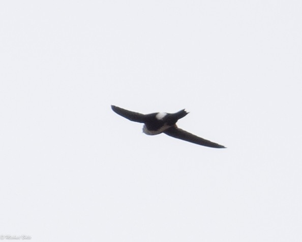 White-throated Swift - Michael Bolte