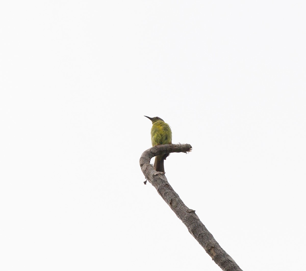 Brown-throated Sunbird - Matthew Teng