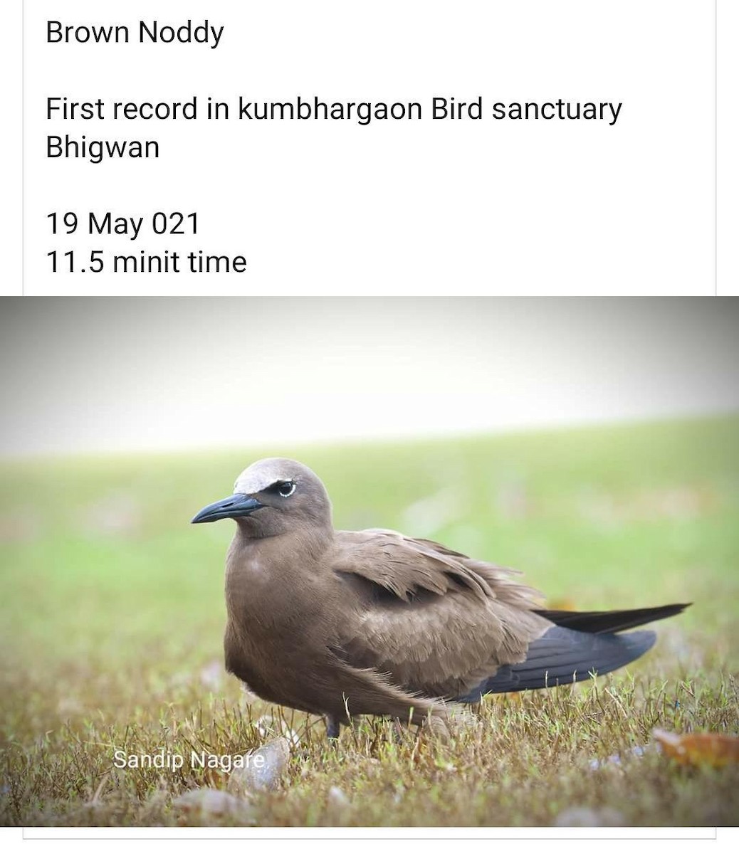 Brown Noddy - MH Rarities and Uncommoners (proxy account)